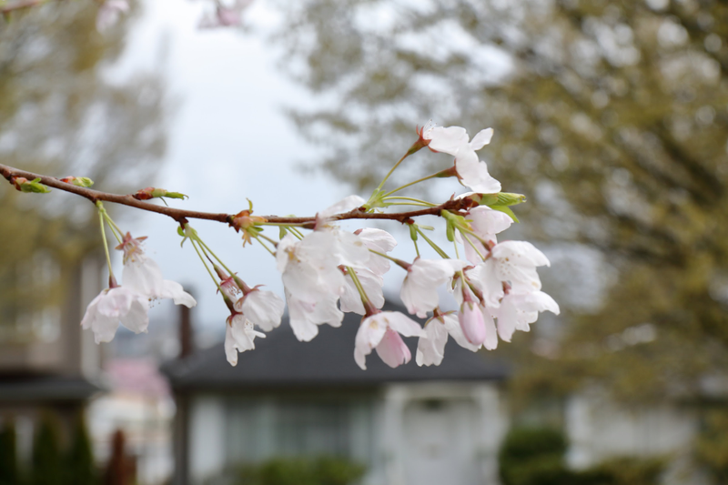 Illustration for article titled Pics from the Curbside: 2018-04-08 from Langara Gardens
